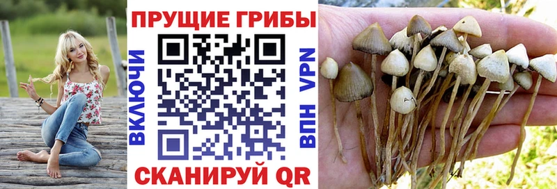 где можно купить   Котельники  мега рабочий сайт  Галлюциногенные грибы Magic Shrooms 